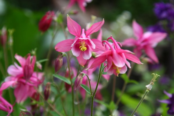 Аквилегия Орлик