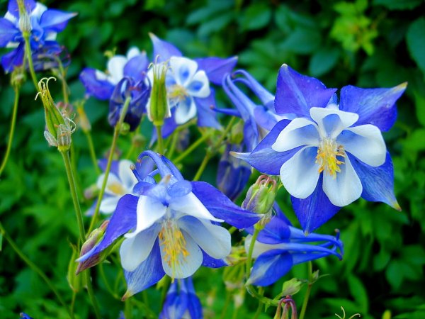 Аквилегия гибридная бидермейер