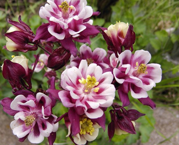 Аквилегия синяя