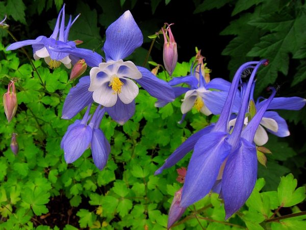 Аквилегия голубая Гиант