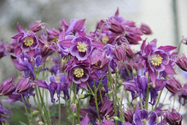 Аквилегия водосбор Орлик