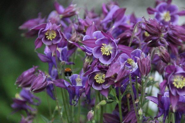 Аквилегия розовая