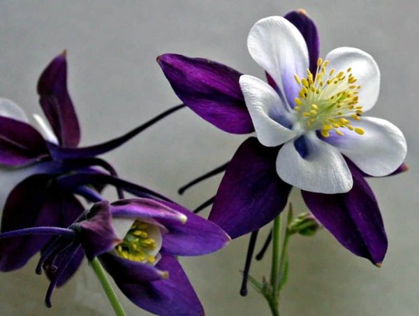 Аквилегия крупноцветковая Маккана