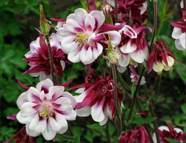 Аквилегия вееровидная