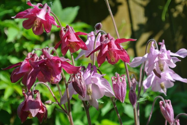 Аквилегия Кримсон Стар