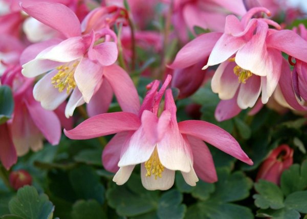 Цветок многолетник Аквилегия