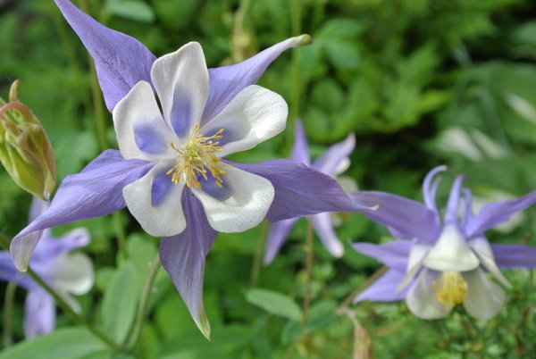 Аквилегия гибридная синяя звезда