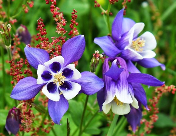 Аквилегия водосбор Сибирский