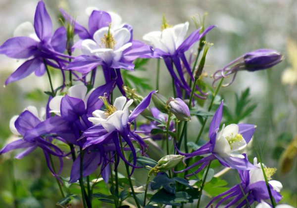 Аквилегия нимфа