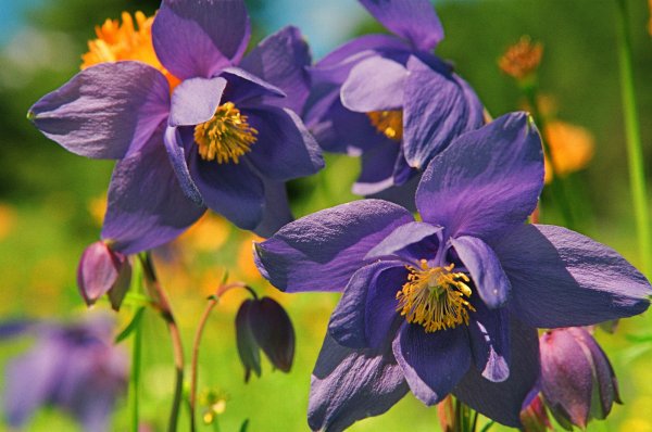 Аквилегия водосбор Орлик