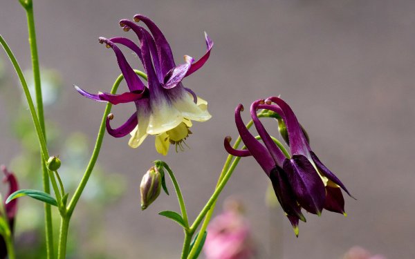 Аквилегия Орлик