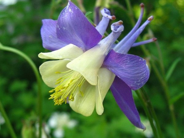 Аквилегия Нора Барлоу в ландшафтном дизайне