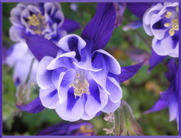 Аквилегия водосбор