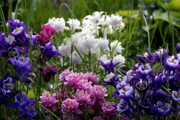 Аквилегия голубая Гиант