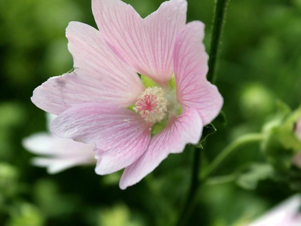 Семейство Мальвовые Алтей