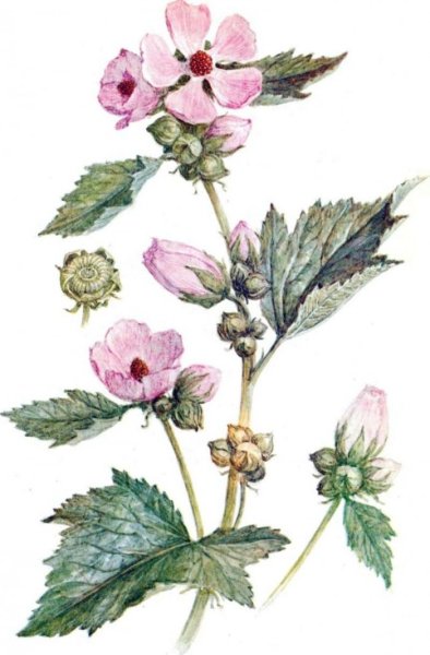 Растение Алтей лекарственный