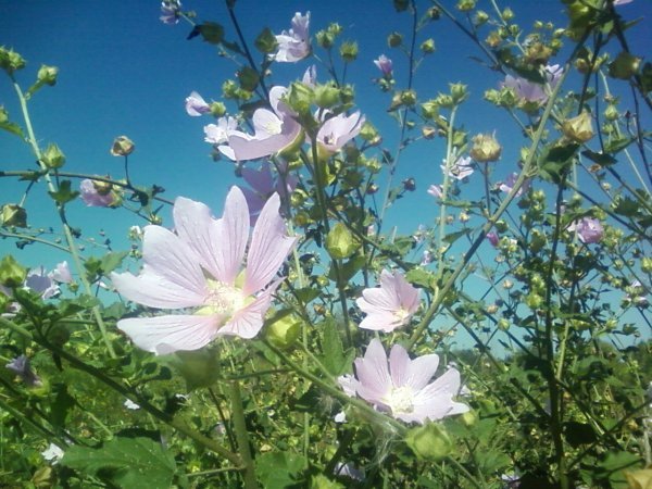 Дикий Алтей Мальва