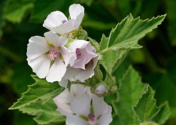 Алтей лекарственный и Алтей армянский
