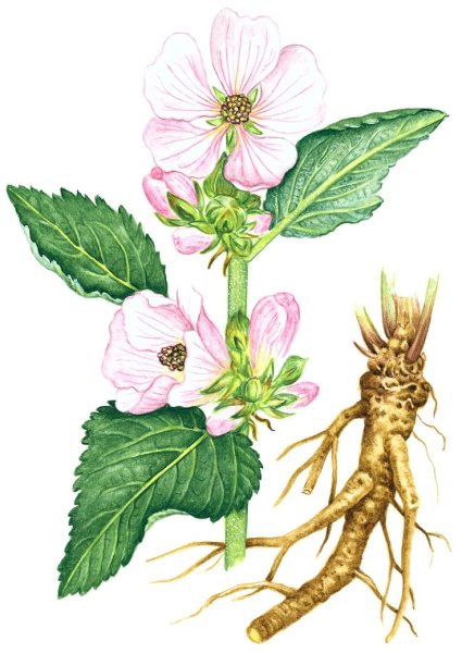 Алтей лекарственный (Althaea officinalis)