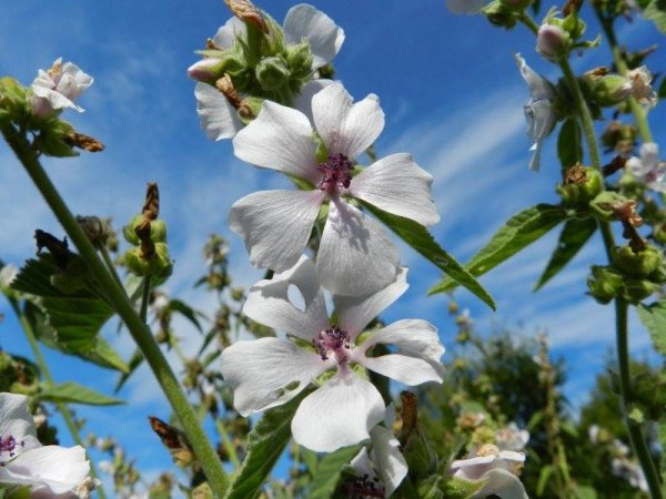 Алтей аптечный