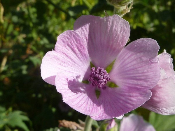 Алтей лекарственный (Althaea officinalis)