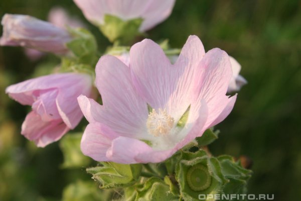 Алтей Луговой