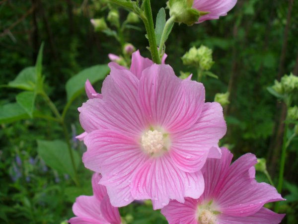 Алтей Луговой