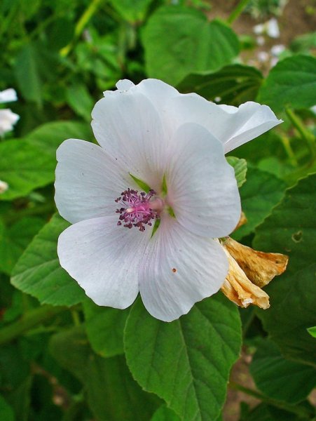 Алтей лекарственный (Althaea officinalis)