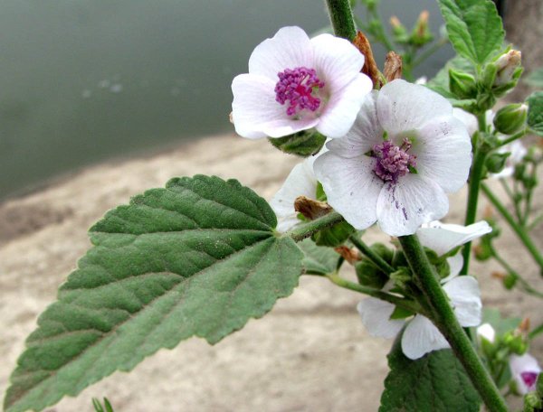 Алтей лекарственный