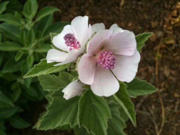 Althaea officinalis l. Алтей лекарственный