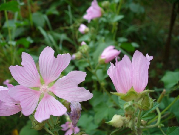 Семейство Мальвовые Алтей