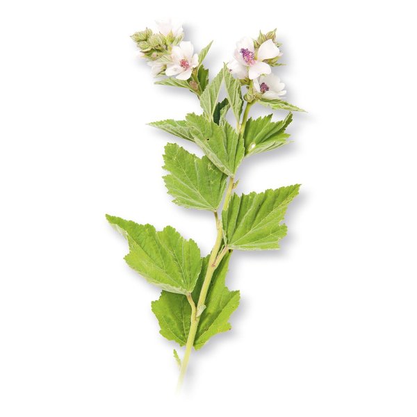 Алтей коноплёвый