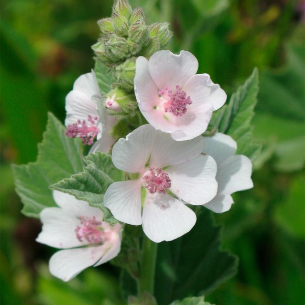 Алтей Луговой