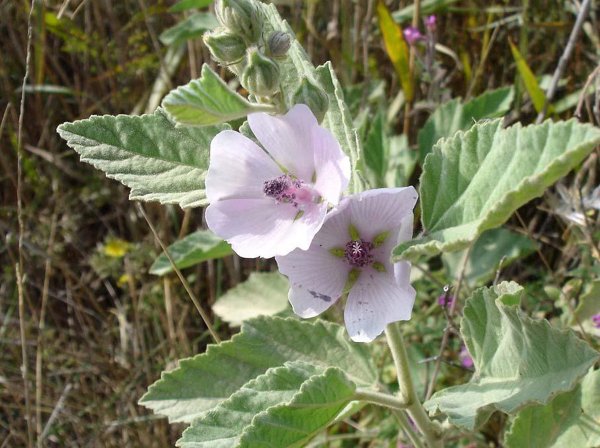 Алтей лекарственный (Althaea officinalis)