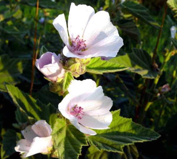 Семейство Мальвовые Алтей