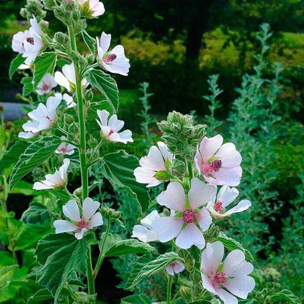 Алтей лекарственный (Althaea officinalis)