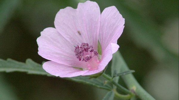 Алтей армянский