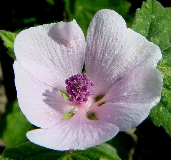 Алтей лекарственный