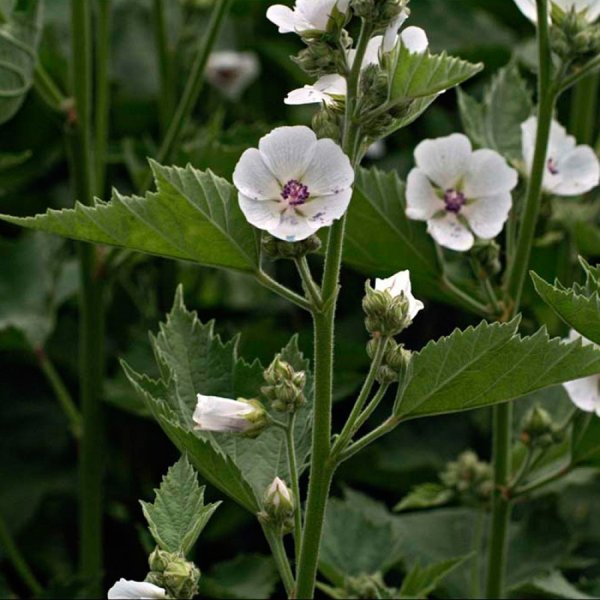 Althaea officinalis l. Алтей лекарственный