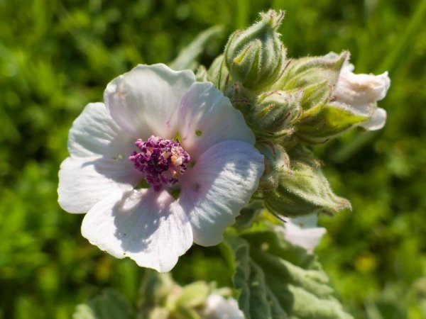 Алтей лекарственный