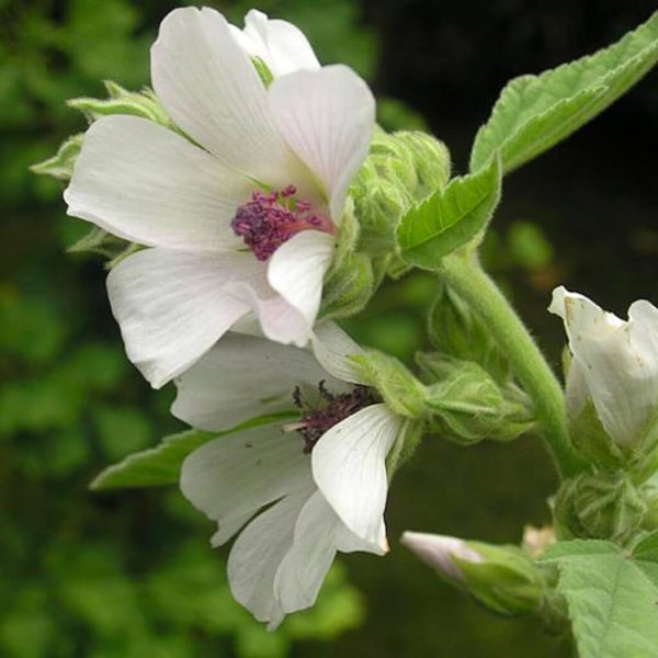 Алтей лекарственный