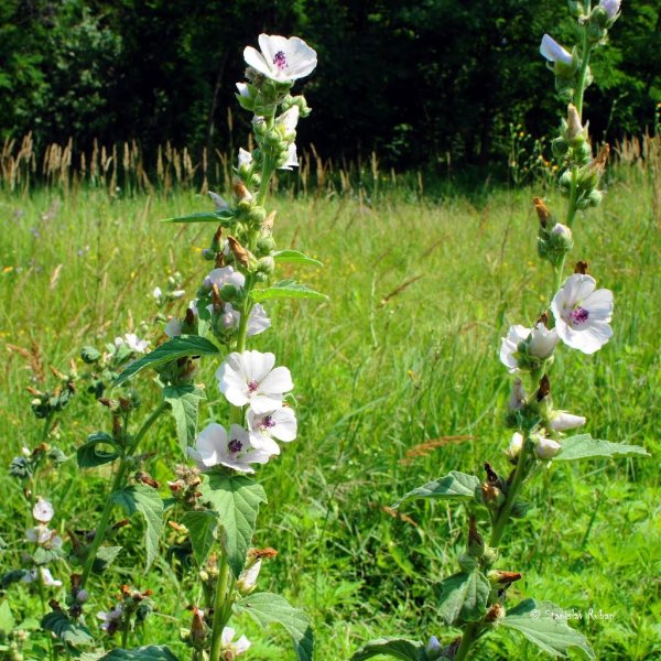 Алтей лекарственный (Althaea officinalis)