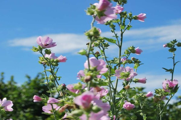 Мальвовые Алтей