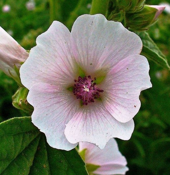 Althaea officinalis l.