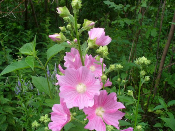 Алтей лекарственный (Althaea officinalis)