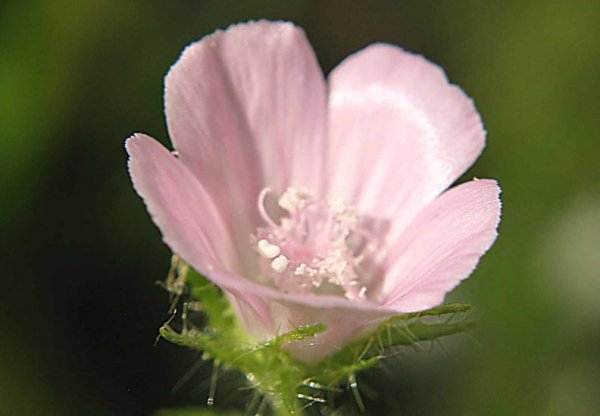 Алтей коноплевый