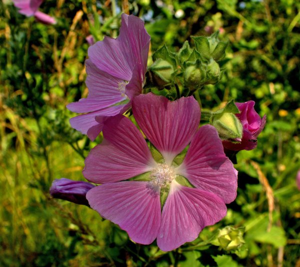 Семейство Мальвовые Алтей