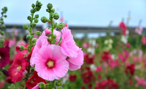 Мальва Алтей