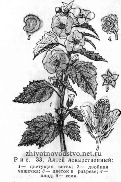 Алтей лекарственный Ботанический рисунок