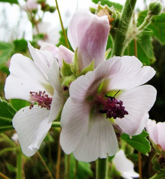 Просвирник Алтей